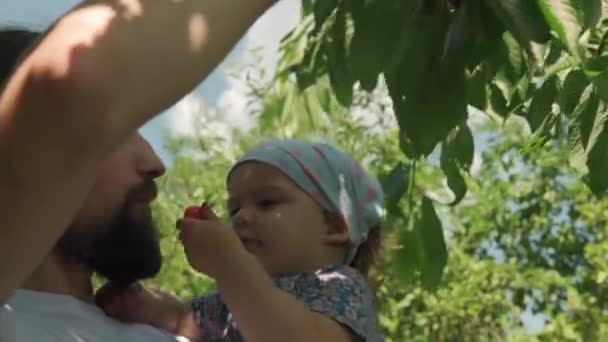 髭を生やした若い父親が子供を養う 父の小さな娘の幼児の子供は 夏の晴れた日に村の庭の木の枝からチェリーを選ぶ 健康食品の概念 — ストック動画