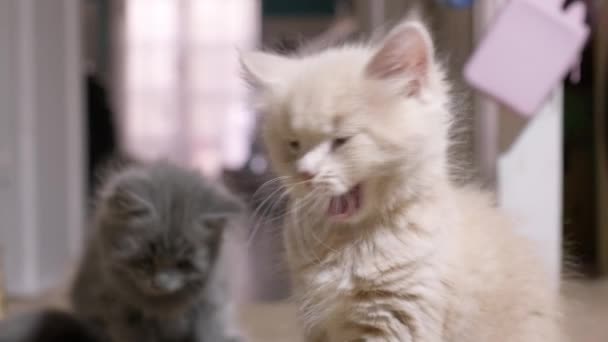 两只小红猫和灰猫在家里的地板上玩耍 年轻可爱的小红猫 长毛生姜猫在家里玩耍 有趣的家养宠物 家养动物和幼猫 — 图库视频影像