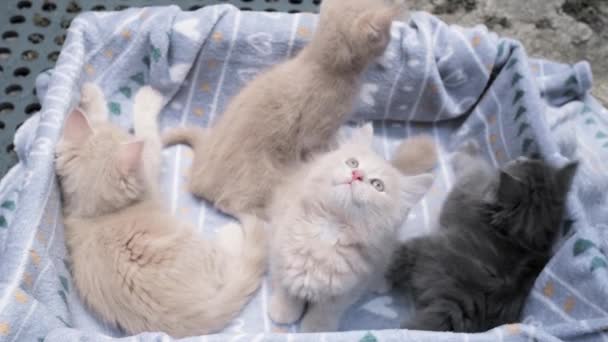 Dört Küçük Kedicik Karton Kutuda Oynuyor Kutunun Içindeki Komik Çizgili — Stok video