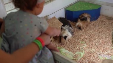 Anne Felç Olan Bebek Kız Güzel Gine domuzları. Hayvanat Bahçesinde Hayvan İzleyen Sevimli Küçük Çocuklar Eğleniyor. Mutlu Aile Ziyareti Vahşi ve Evcil Evcil Hayvanları Besleme Evi. Doğa konsepti.