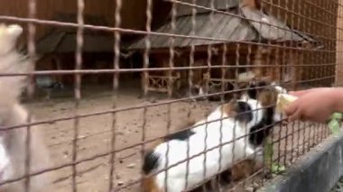 Tarım, çiftlik, orman doğası kavramı. Aile seyahati yazın güneşli bir günde hayvanat bahçesindeki vahşi evcil hayvanları ziyaret eder. Kardeşler anaokulu çocukları tavşanları, kobayları ve hamsterları besler..