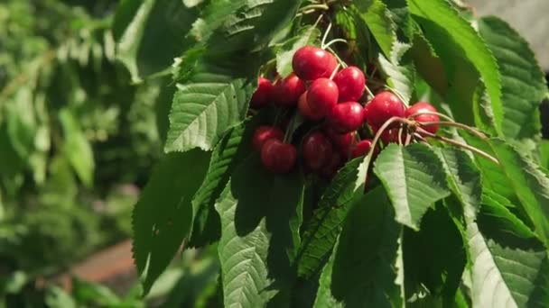 Close Male Hands Pluck Cherry Berries Tree Branch Dense Bunches — Stock Video