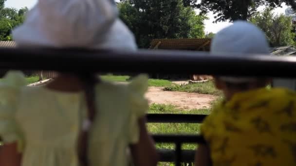 アビアリのラクダを見ている2人の小さな子供の男の子と女の子 動物を見ている子供たちはサファリで楽しい時間を過ごす 幸せな家族は野生および国内ペットを訪問する 動物園公園を歩く 自然概念 — ストック動画