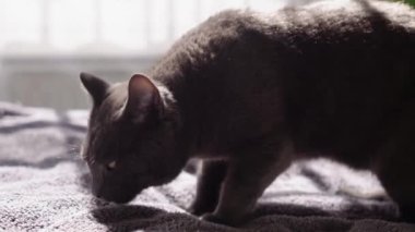 Büyük Gri Kedi evdeki yatakta oturuyor. Şirin aç kedi yemek istiyor. Kuru yem ve tekir kedi. Kedi bir kaseden iştahla yemek yer, tıkınır ve gider. Evcil hayvan dilini göstererek kendini yalıyor..