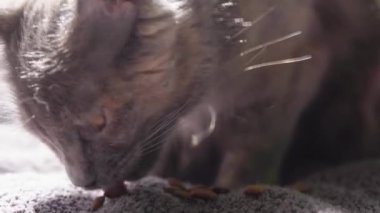 Büyük Gri Kedi evdeki yatakta oturuyor. Şirin aç kedi yemek istiyor. Kuru yem ve tekir kedi. Kedi bir kaseden iştahla yemek yer, tıkınır ve gider. Evcil hayvan dilini göstererek kendini yalıyor..