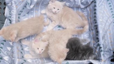4k Dört küçük kedicik karton kutuda oynuyor. Kutunun içindeki komik çizgili kedi yavruları. Gri, siyah bej renkli küçük uykulu kediler birlikte oynuyorlar. Evcil hayvanım benim..