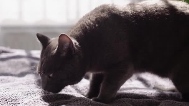 大灰猫正坐在家里的床上 可爱的饥饿的猫想吃东西 干粮和肥猫 猫吃着碗里的食物 狼吞虎咽地离开了 宠物狗舔舌头 — 图库视频影像