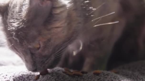 Big Grey Cat Siedzi Łóżku Domu Słodki Głodny Kot Chce — Wideo stockowe