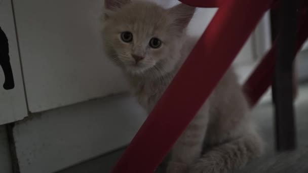 Χαριτωμένη Μικρή Κόκκινη Γάτα Κοιμάται Στο Πάτωμα Παράθυρο Στο Παρασκήνιο — Αρχείο Βίντεο