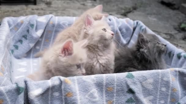 Cztery Małe Kociaki Bawiące Się Kartonowym Pudełku Ciekawy Zabawny Zabawny — Wideo stockowe