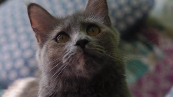 Big Grey Cat Seduta Sul Letto Casa Carino Affamato Cat — Video Stock