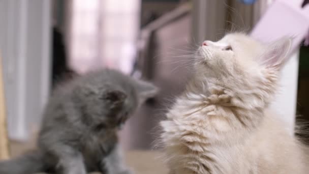 两只小红猫和灰猫在家里的地板上玩耍 年轻可爱的小红猫 长毛生姜猫在家里玩耍 有趣的家养宠物 家养动物和幼猫 — 图库视频影像