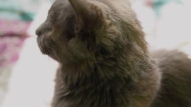 Büyük Gri Kedi evdeki yatakta oturuyor. Şirin aç kedi yemek istiyor. Kuru yem ve tekir kedi. Kedi bir kaseden iştahla yemek yer, tıkınır ve gider. Evcil hayvan dilini göstererek kendini yalıyor..