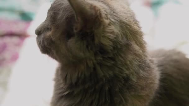 Big Grey Cat Est Assis Sur Lit Maison Chat Affamé — Video