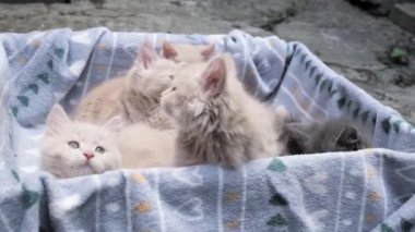 4k Dört küçük kedicik karton kutuda oynuyor. Kutunun içindeki komik çizgili kedi yavruları. Gri, siyah bej renkli küçük uykulu kediler birlikte oynuyorlar. Evcil hayvanım benim..