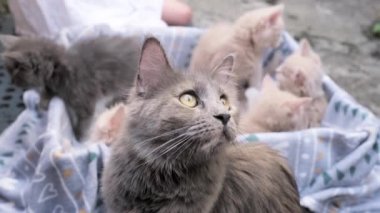 4k Dört küçük kedicik karton kutuda oynuyor. Kutunun içindeki komik çizgili kedi yavruları. Gri, siyah bej renkli küçük uykulu kediler birlikte oynuyorlar. Evcil hayvanım benim..
