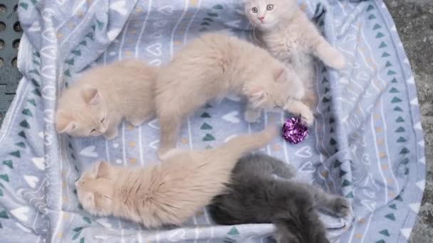 Чотири Маленькі Кошенята Грають Картонній Коробці Цікаві Смішні Смугасті Кошенята — стокове відео