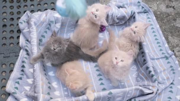 4K段ボール箱で遊ぶ4つの小さな子猫 箱の中に不思議な遊び心のある面白い縞模様の子猫 グレー 黒ベージュの小さな眠い猫が一緒に遊んでいます スイートペット ホーム — ストック動画