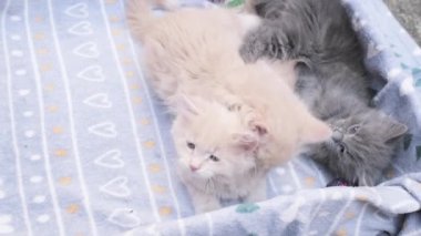 4k Dört küçük kedicik karton kutuda oynuyor. Kutunun içindeki komik çizgili kedi yavruları. Gri, siyah bej renkli küçük uykulu kediler birlikte oynuyorlar. Evcil hayvanım benim..