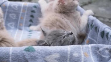 4k Dört küçük kedicik karton kutuda oynuyor. Kutunun içindeki komik çizgili kedi yavruları. Gri, siyah bej renkli küçük uykulu kediler birlikte oynuyorlar. Evcil hayvanım benim..