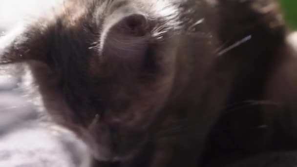 Big Grey Cat Sitzt Hause Auf Dem Bett Niedliche Hungrige — Stockvideo
