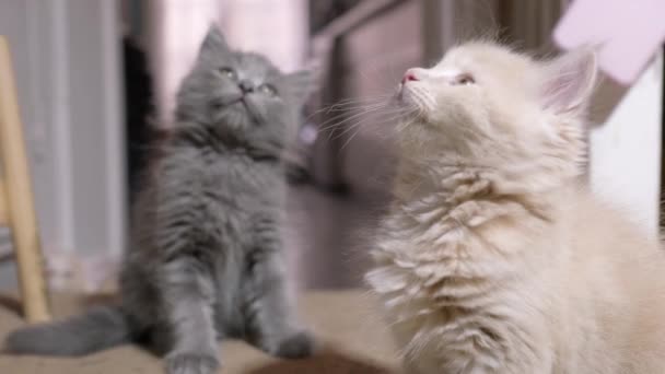Дві Маленькі Червоні Сірі Кішки Грають Підлозі Вдома Молодий Милий — стокове відео