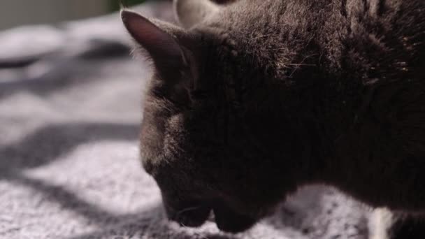 Μεγάλη Γκρίζα Γάτα Κάθεται Στο Κρεβάτι Στο Σπίτι Χαριτωμένη Πεινασμένη — Αρχείο Βίντεο