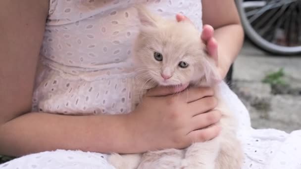 Evcil Hayvan Sahibi Arasında Dokunaklı Bir Tüylü Bej Bir Kedi — Stok video