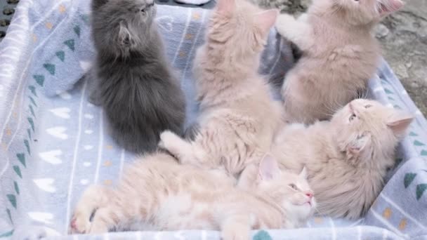 Quatro Gatinhos Brincando Caixa Papelão Curioso Brincalhão Engraçado Listrado Gatinhos — Vídeo de Stock