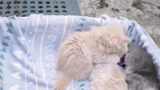 4K四只小猫在纸板箱里玩耍 好奇有趣的带条纹猫咪在盒子里 米色的 困倦的小猫咪在一起玩耍 甜蜜的宠物在家里 — 图库视频影像