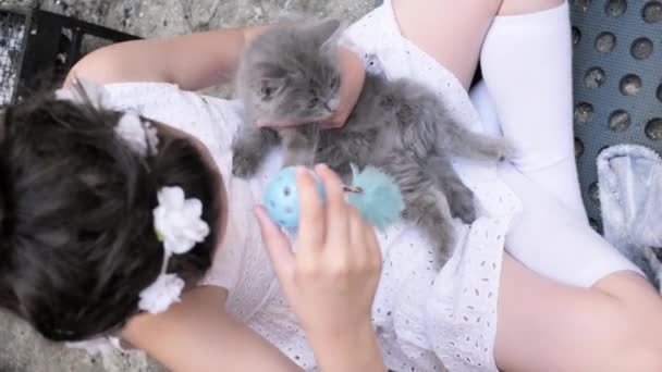 Wzruszający Moment Pomiędzy Zwierzątkiem Jego Właścicielem Puszyste Beżowe Kociaki Całują — Wideo stockowe