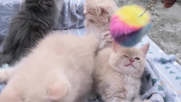 Quattro Gattini Che Giocano Scatola Cartone Curiosi Divertenti Gattini Strisce — Video Stock