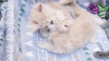 4k Dört küçük kedicik karton kutuda oynuyor. Kutunun içindeki komik çizgili kedi yavruları. Gri, siyah bej renkli küçük uykulu kediler birlikte oynuyorlar. Evcil hayvanım benim..