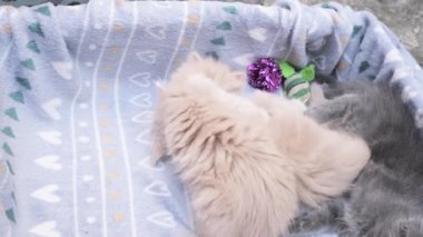 4k Dört küçük kedicik karton kutuda oynuyor. Kutunun içindeki komik çizgili kedi yavruları. Gri, siyah bej renkli küçük uykulu kediler birlikte oynuyorlar. Evcil hayvanım benim..