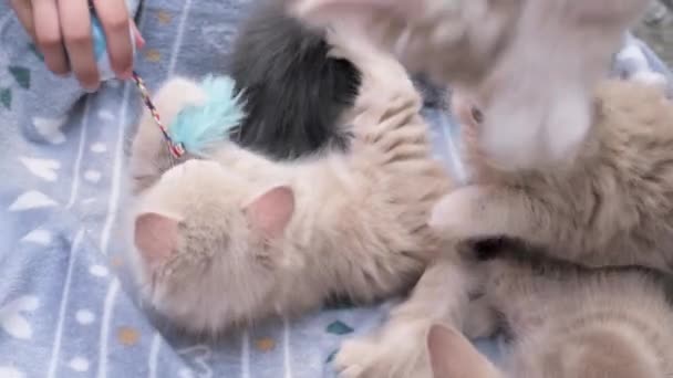 Vier Kleine Kittens Spelen Kartonnen Doos Nieuwsgierige Speelse Grappige Gestreepte — Stockvideo