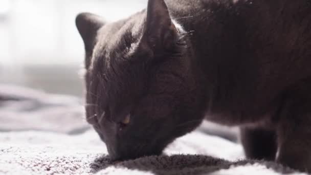 Torrfoder Och Tabbykatt Katt Äter Mat Med Aptit Från Skål — Stockvideo