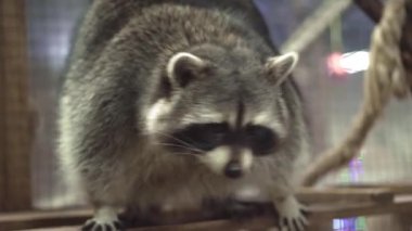 Şirin rakunun hayvanat bahçesinde dinlendiği yakın plan..