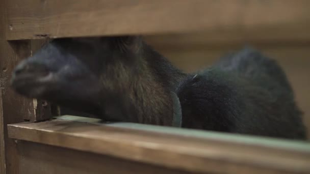 Zoologické Zahradě Malá Hladová Koza Očekává Jídlo Návštěvníků — Stock video