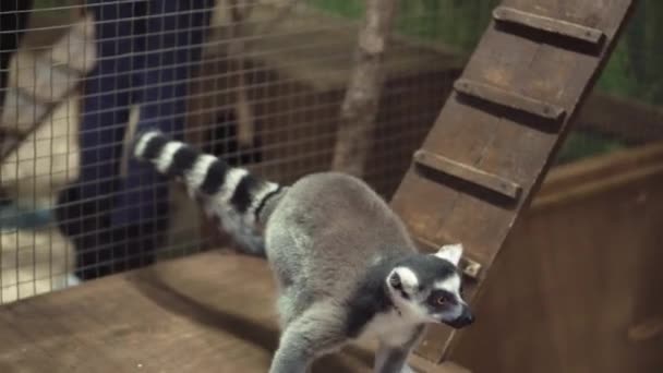Komik Hayvan Kedi Lemur Maymunu Güneş Banyosu — Stok video