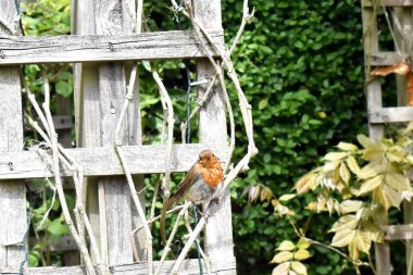 A European robin bird perched on ivy on a wooden  in a garden with nature blurred background on a sunny day in spring in the United Kingdom.
