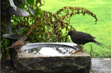 A side view of a female black bird and a dunnock bird perched on edge of birdbath in garden with green grasses blurred background. Feeding birds in garden in The UK.