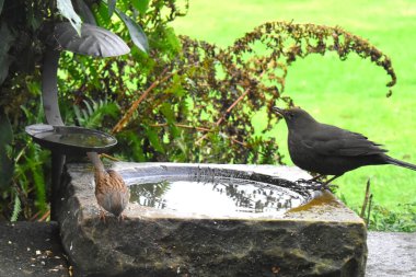 A side view of a female black bird and a dunnock bird perched on edge of birdbath in garden with green grasses blurred background. Feeding birds in garden in The UK.