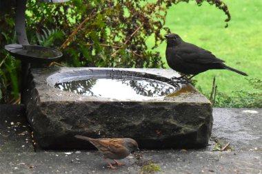 A side view of a female black bird perched on the edge of a birdbath in a garden,  with green grasses in the background blurred. Feeding birds  in The UK.