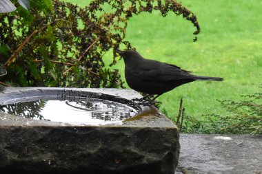 Close-up of a female black bird drinks water from a birdbath in a garden, with green grasses in the background blurred. Feeding birds  in The UK.