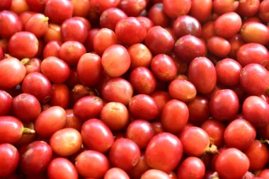 Full frame of fresh red cherry coffee beans after harvesting from Organic coffee plantation in countryside of Thailand.