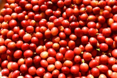 Full frame of fresh red cherry coffee beans after harvesting from Organic coffee plantation in countryside of Thailand.