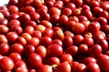 Full frame of fresh red cherry coffee beans after harvesting from Organic coffee plantation in countryside of Thailand.