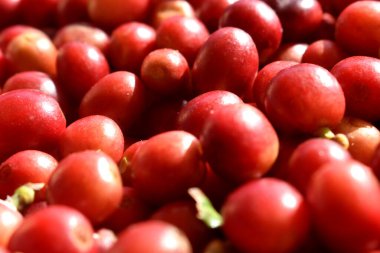 Full frame of fresh red cherry coffee beans after harvesting from Organic coffee plantation in countryside of Thailand.