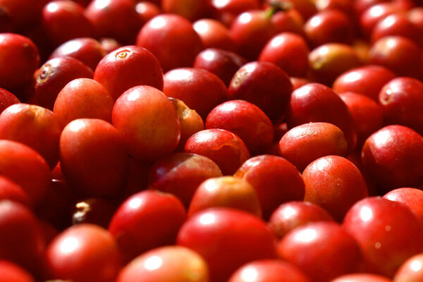 Full frame of fresh red cherry coffee beans after harvesting from Organic coffee plantation in countryside of Thailand.
