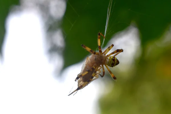 Detailní Záběr Žlutohnědého Pavouka Obaluje Hmyz Vlastní Pavučinou Zeleným Rozmazaným — Stock fotografie